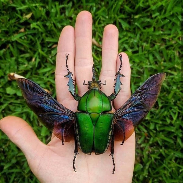 Цветочный Жук Mecynorrhina torquata