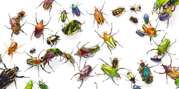 Насекомые много