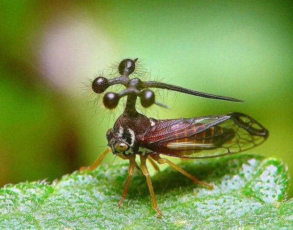Бразильская Горбатка (Bocydium globulare)