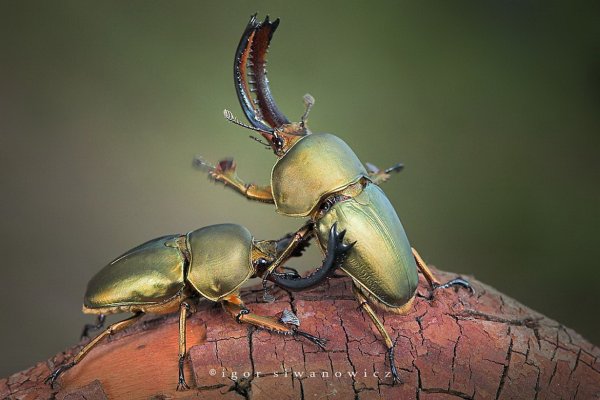 Радужный Жук Рогач