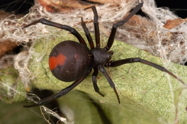 Паук австралийская вдова (красноспинный паук)(Latrodectus hasselti)