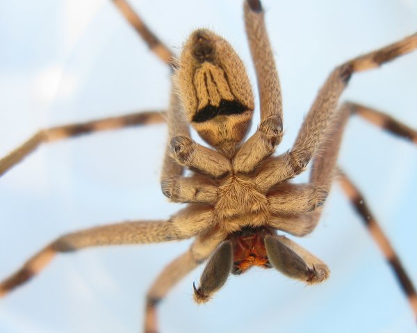 Гигантский паук Sparassidae
