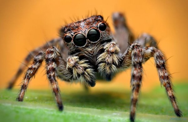 Как видит паук