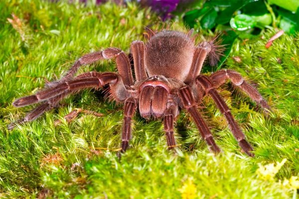 Паук птицеед Голиаф