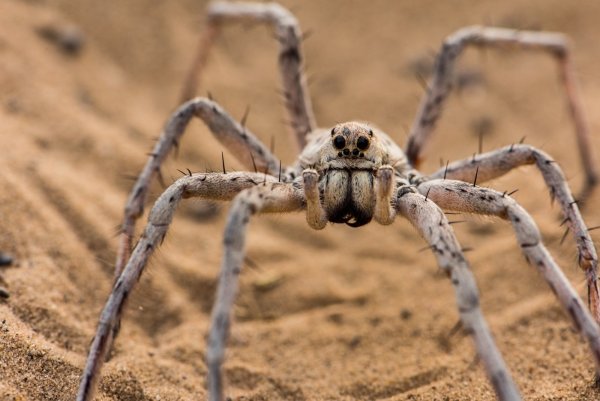 Цербал Аравийский