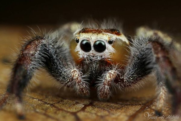 Большой страшный паук