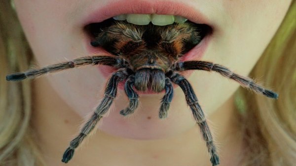 Паук птицеед опасен