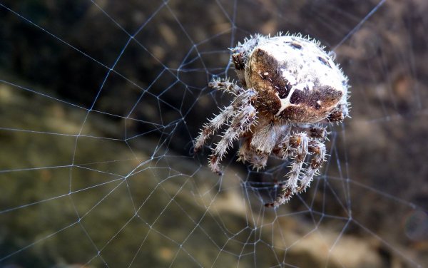 Паук волк крестовик