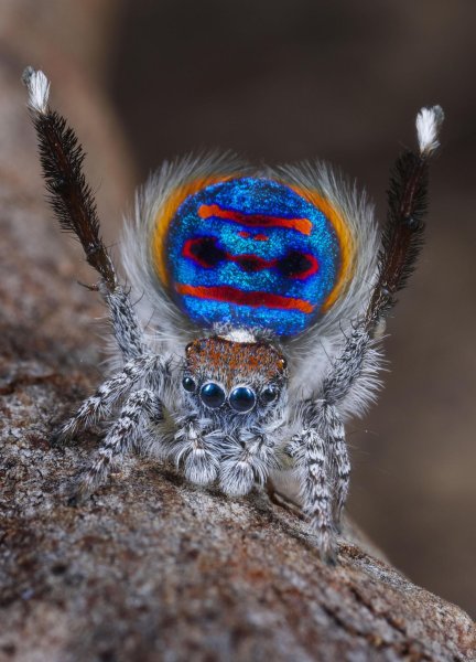 Паук Maratus speciosus