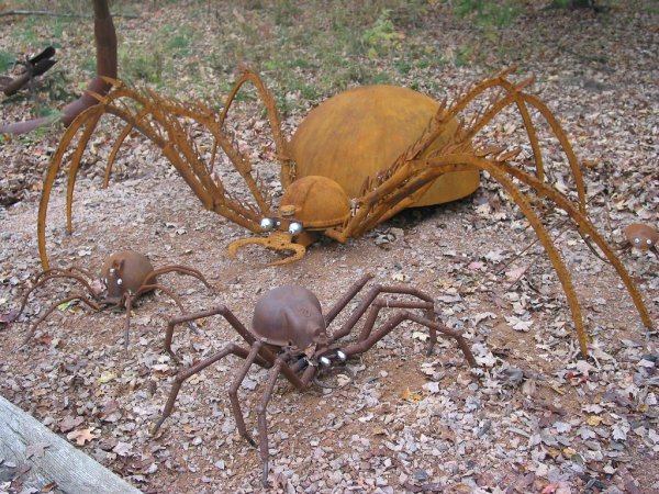 Самые большие пауки на планете