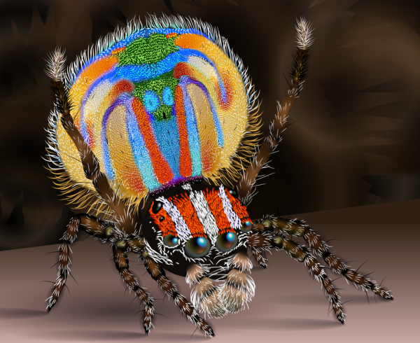 Паук Maratus speciosus