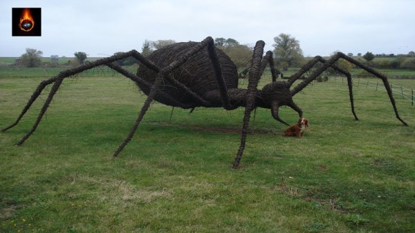 Самый огромный паук в мире