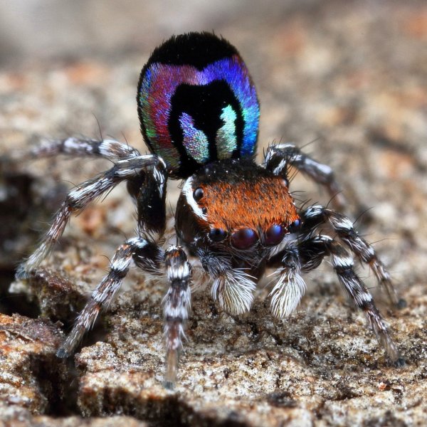 Паук Maratus speciosus