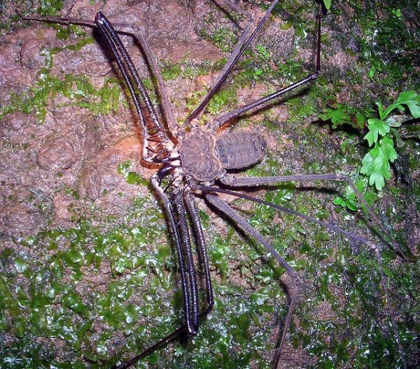 Большие пауки