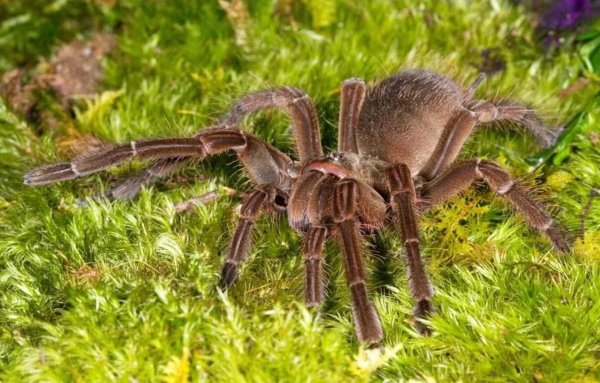 Самый большой паук в мире птицеед Голиаф