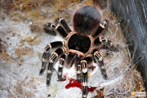 Паук птицеед альбинос