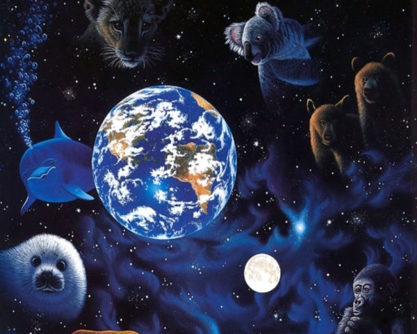 Животные в космосе