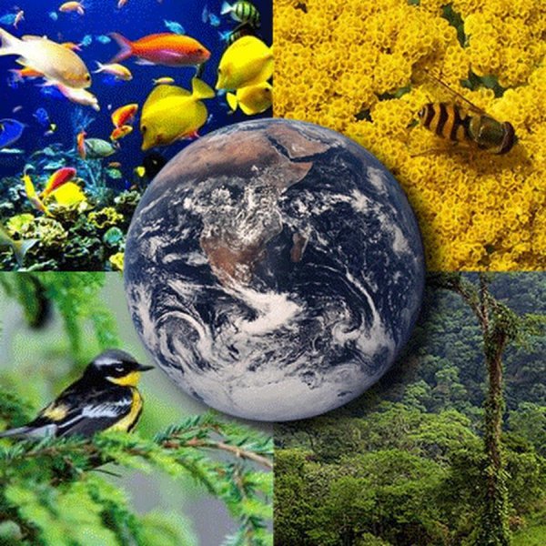 Экосистема земли