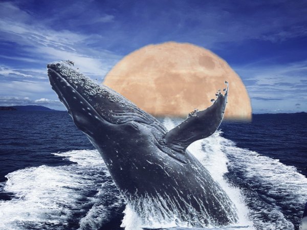 Кит на фоне человека