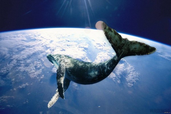 Киты в космосе