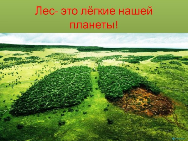 Легкие нашей планеты