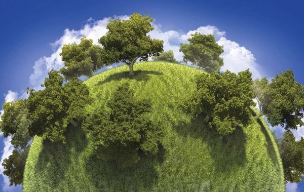 Леса легкие нашей планеты