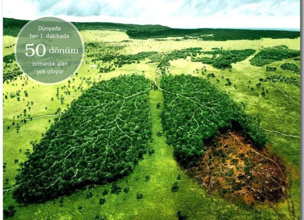 Лес легкие планеты