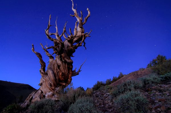 Сосна Мафусаил одно из самых старых деревьев