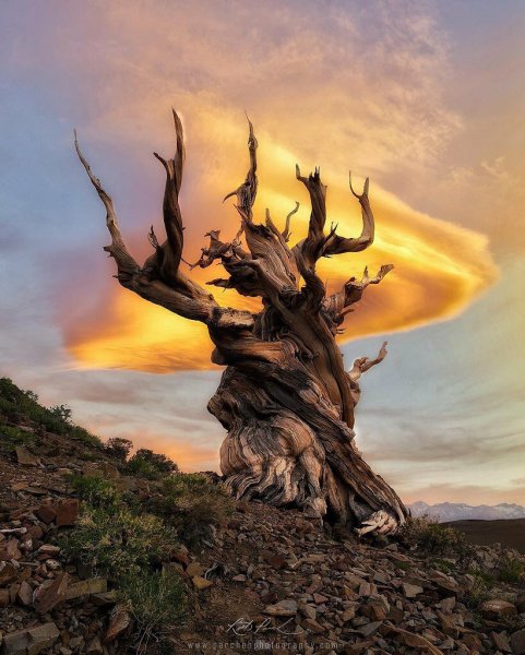 Сосна остистая межгорная