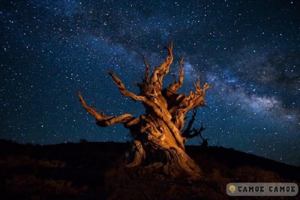 Сосна Мафусаил Википедия