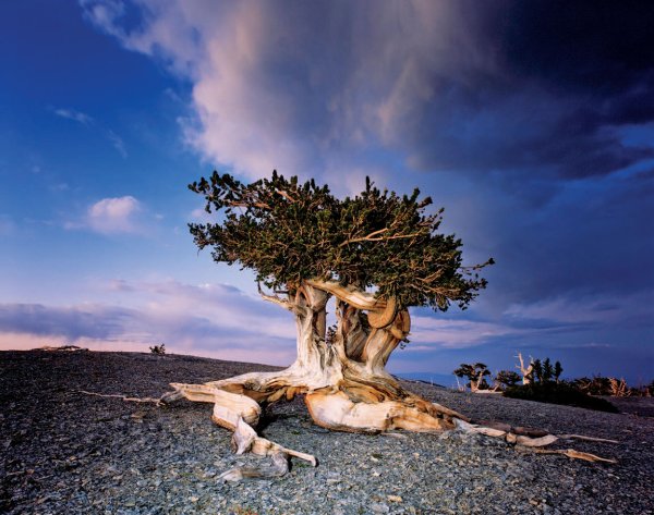 Остистые сосны Северная Америка