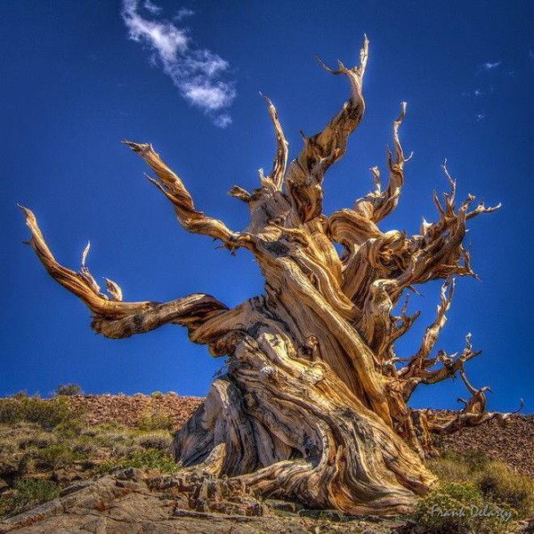 Сосна остистая межгорная Калифорния