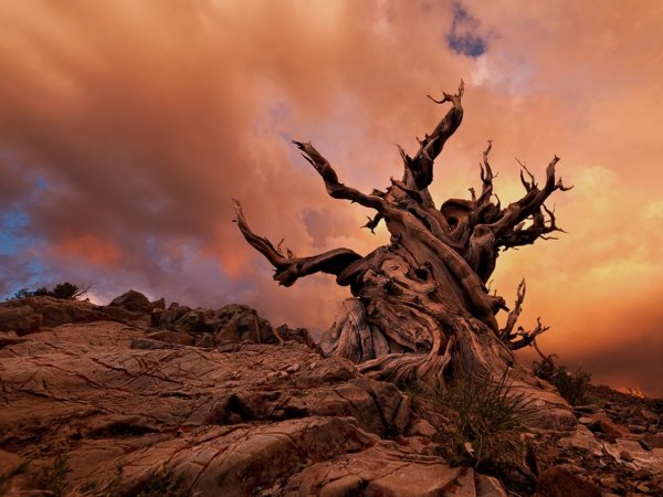 Мафусаил звезда