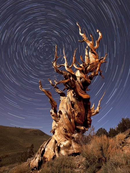 Сосна остистая межгорная Мафусаил