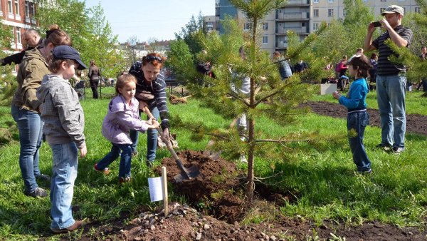 Лес Победы 2020 Московская область