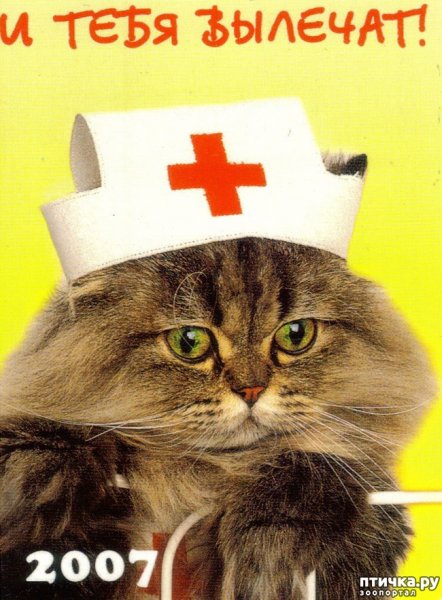 Кот медсестра