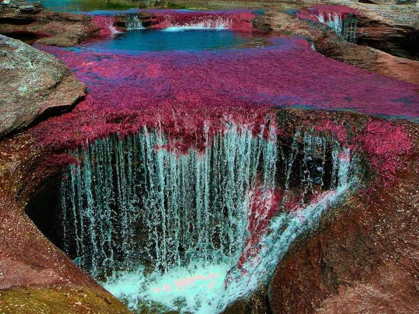 Разноцветная река Каньо-Кристалес (Колумбия)