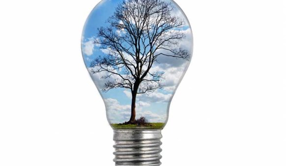 Лампочка с деревом внутри