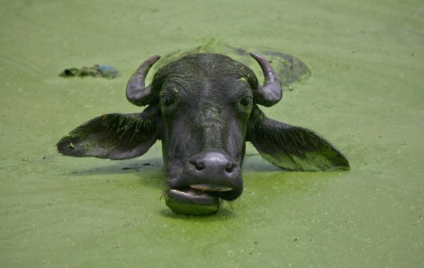 Странные животные