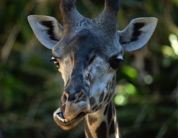 Самые удивительные животные