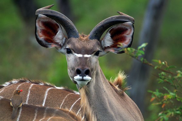 Редкие животные