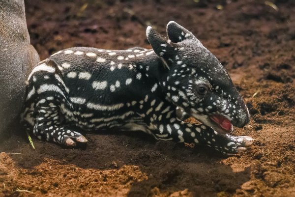 Чепрачный тапир детеныш
