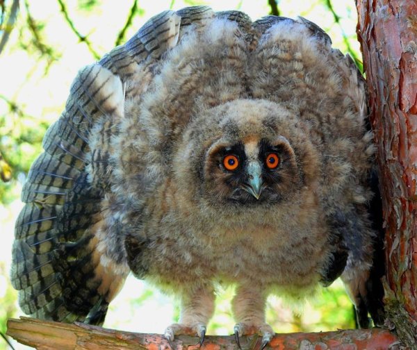 Редкие и необычные животные