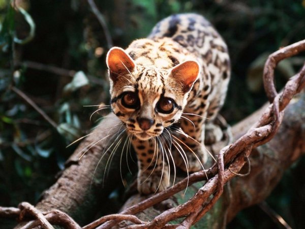 Длиннохвостая кошка (марги, Маргай)