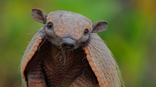 Удивительные животные нашей планеты