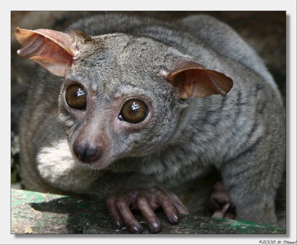 Необычные названия животных