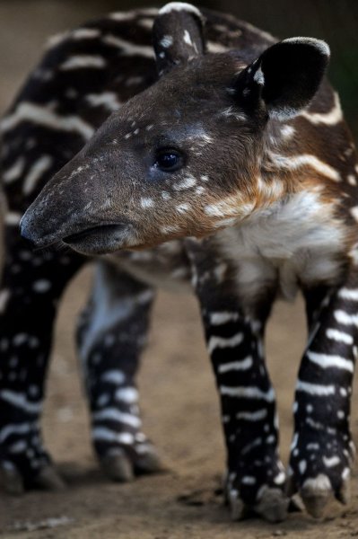 Тапир Никарагуа