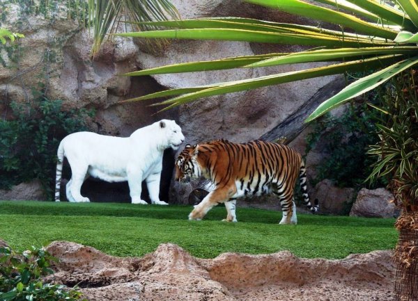 Удивительные животные альбиносы