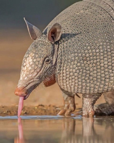 Армадилло броненосец