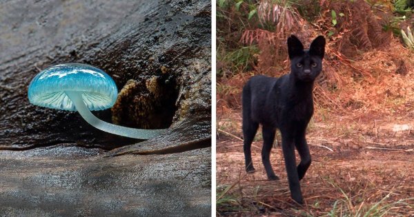 Самые редкие животные и растения